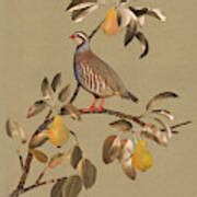 Partridge In Pear Tree Mixed Media By M Spadecaller Fine Art America
