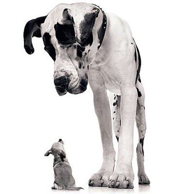 detecting small objects  large images