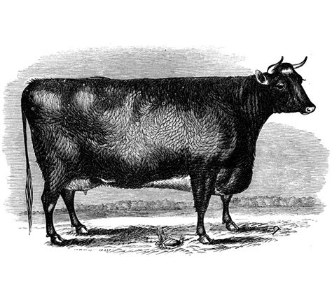 Ankole Watusi Cattle The Livestock Conservancy