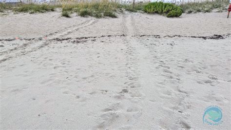 Wait Our Mama Sea Turtles Are Not Done Caswell Beach Turtle Watch