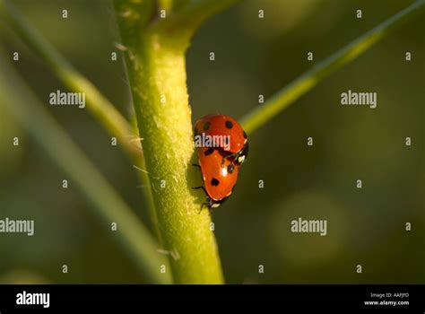Ladybugs Having Sex Stock Photo Alamy