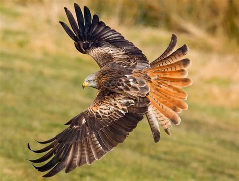 Коршуны: описание, где обитают, чем питается, сколько живут