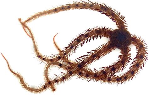 Brain Not Required: Brittle Stars Showcase Surprising Learning Abilities