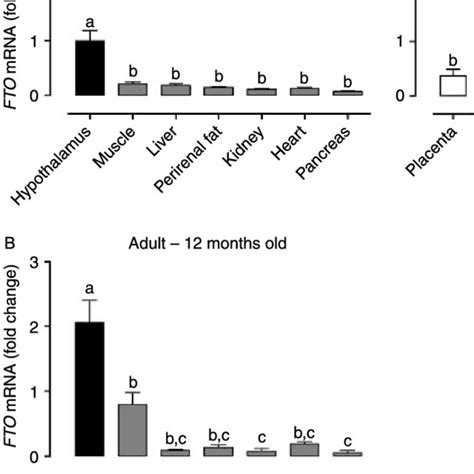 Comparison of FTO gene expression in all major tissue types in ...