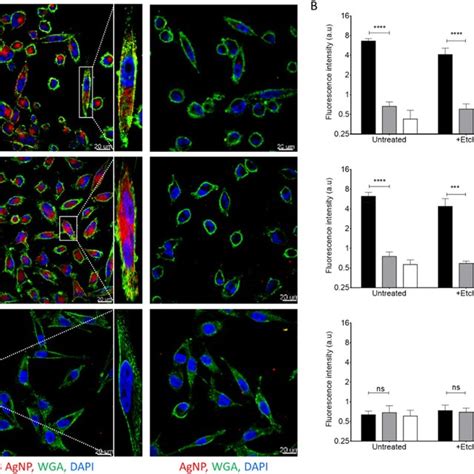 Structure And Function Of Neuropilin Neuropilin Nrp Is A Cell