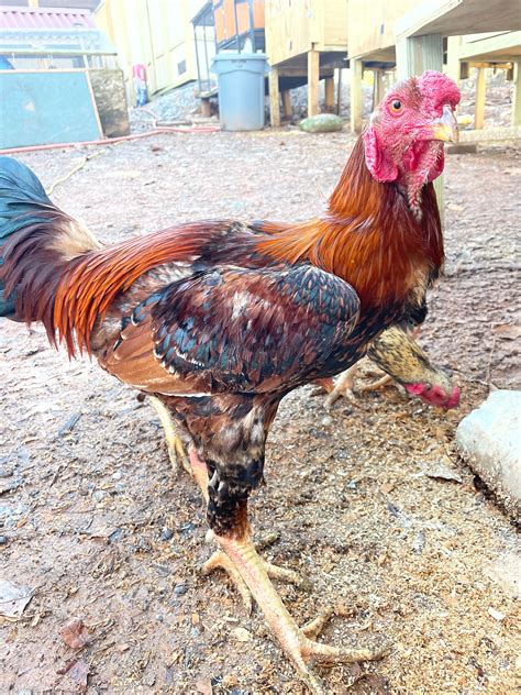 Indio Gigante | The One Egg LLC