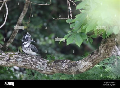 Crested Kingfisher Megaceryle Lugubris Lugubris In Honshu Japan