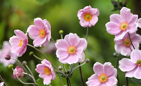 Anemone Flower Meaning and Symbolism | allwaysflower