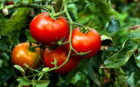 Las Variedades De Tomates Y Dónde Se Cultivan