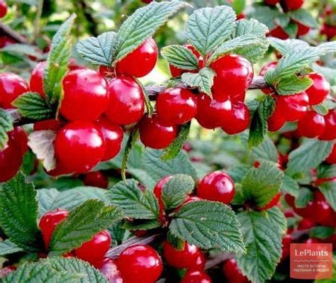 Вишня войлочная 'Натали' — описание сорта, характеристики | на LePlants.ru