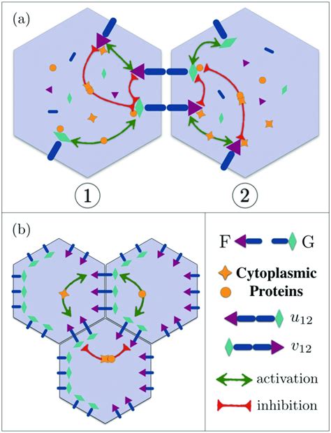 schematic  intracellular  intercellular mechanisms
