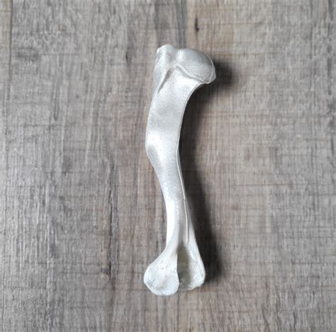 Interactive 3D models will soon replace the humerus bone labelled map 11