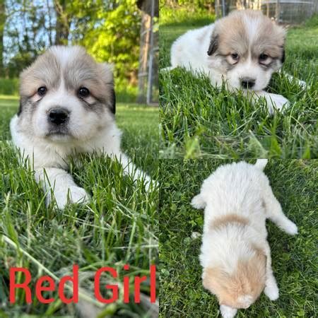 Great pyreenes female - farm & garden - by owner - sale - craigslist