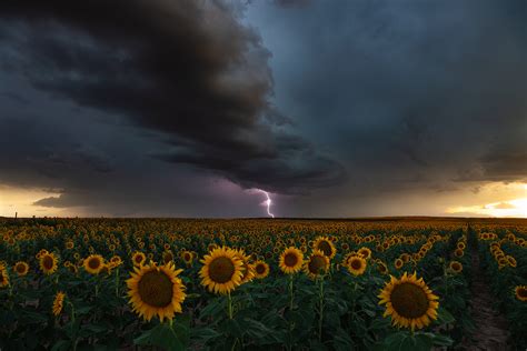 Interesting Photo Of The Day Sunflowers And Lightning