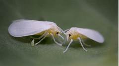 Whitefly Control