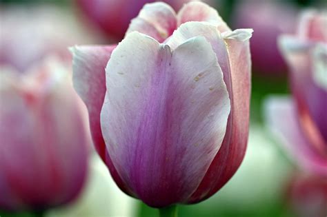 Tulips Violet Pink Free Photo On Pixabay
