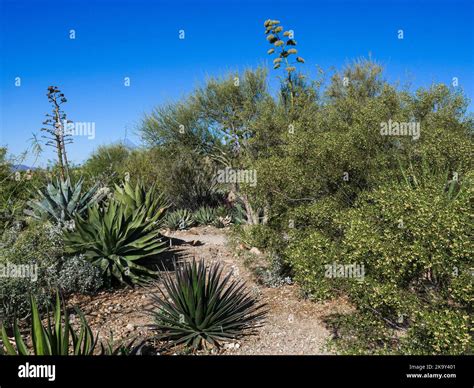 Various Cacti at Desert Museum in Tucson, Arizona Stock Photo - Alamy