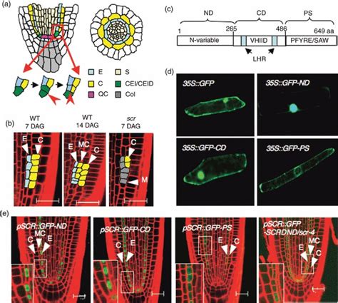 Functional Analysis Of SCR Domains A Schematic Of The Radial Pattern