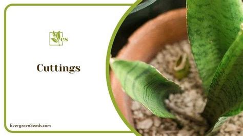 Dracaena Trifasciata: Care Tips for the Easiest Houseplant - Evergreen Seeds