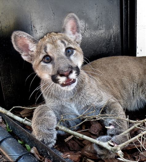 Panther cub, Florida wildlife draw to state park - Luxury Travel Review