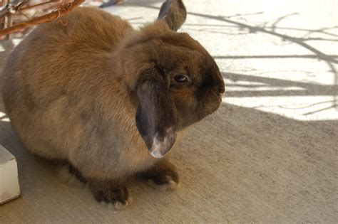 Holland Lop Color Guide — Hickory Ridge Hollands