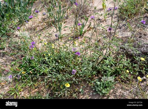 Blume Der Arabischen Erbse Bituminaria Bituminosa Fotos Und