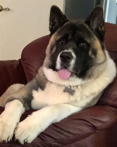 Akita’s bad rep : r/akita