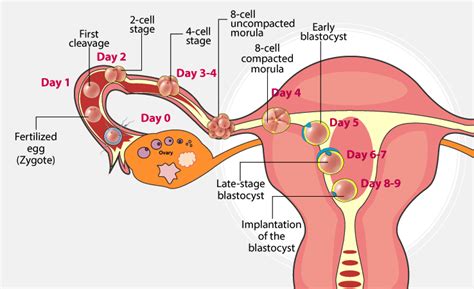 Understanding female reproduction and infertility – Oasis Fertility Centre