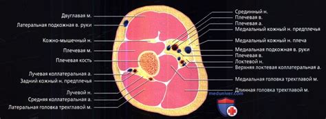 Лучевая анатомия плеча