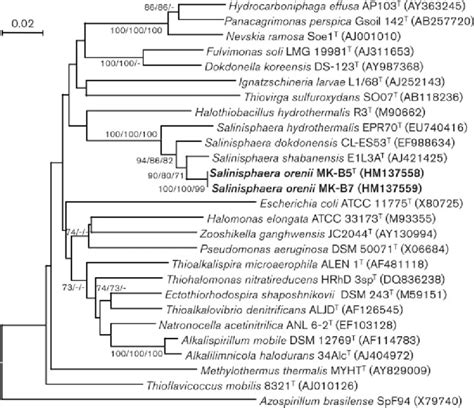 Phylogenetic tree based on 16S rRNA gene sequences showing the ...
