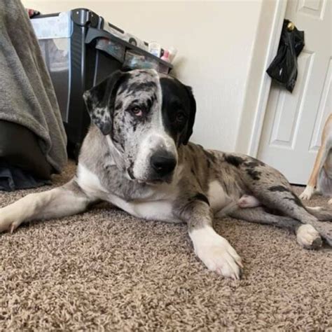 Frustrated Roommate Abandons Puppy In Arizona Desert - iHeartDogs.com