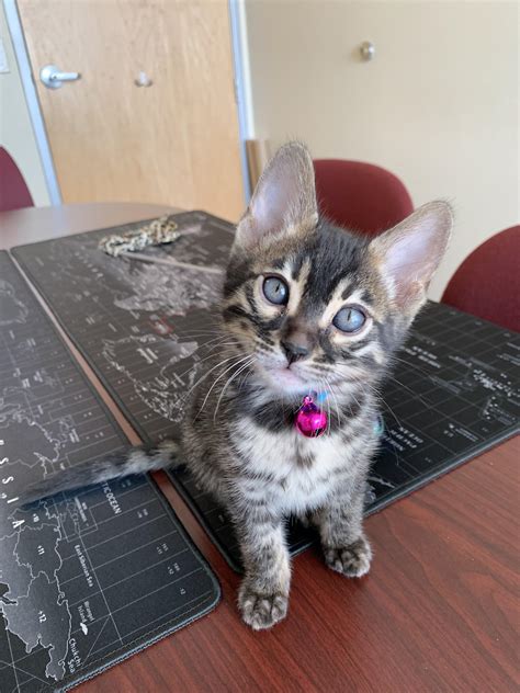 boy names for cats 8