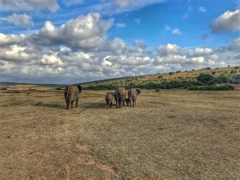 Gray elephants on grass field during daytime photo – Free South africa