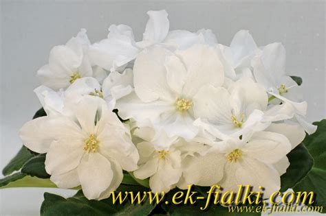 ЕК-Линжери - Новинки 2021 селекция фиалок. ЕК-Фиалки - фиалки-сенполии ...