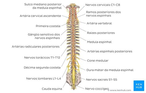 Nervos Cranianos E Espinhais - Medula espinal - Anatomia, tratos, nervos espinhais | Kenhub