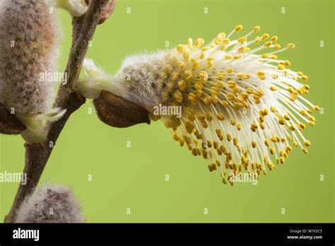 Goat Pussy Willow Salix Caprea Male Catkins Leicestershire Uk April Stock Photo Alamy
