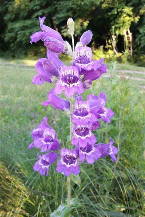 Penstemon Cobaea Showy Beardtongue Prairie Moon Nursery