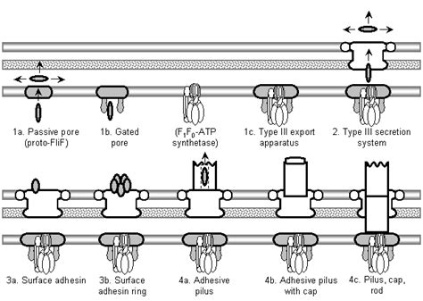 The Evolution of the Flagellum