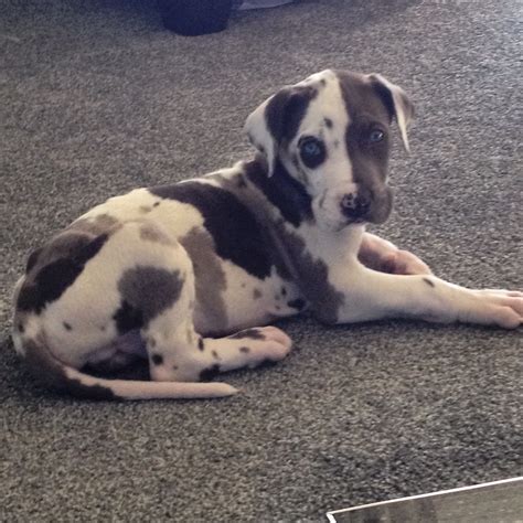 Blue Harlequin Great Dane Puppy 7 Weeks Old Dane Puppies Harlequin