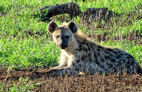 Are Hyenas More Related To Cats Than Dogs