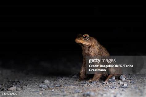 38 Toad Patrol Stock Photos High Res Pictures And Images Getty Images