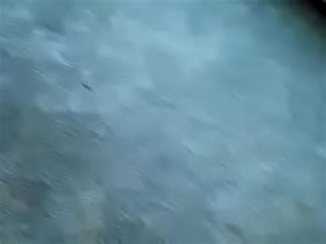 C The Chicken XVIDEOS