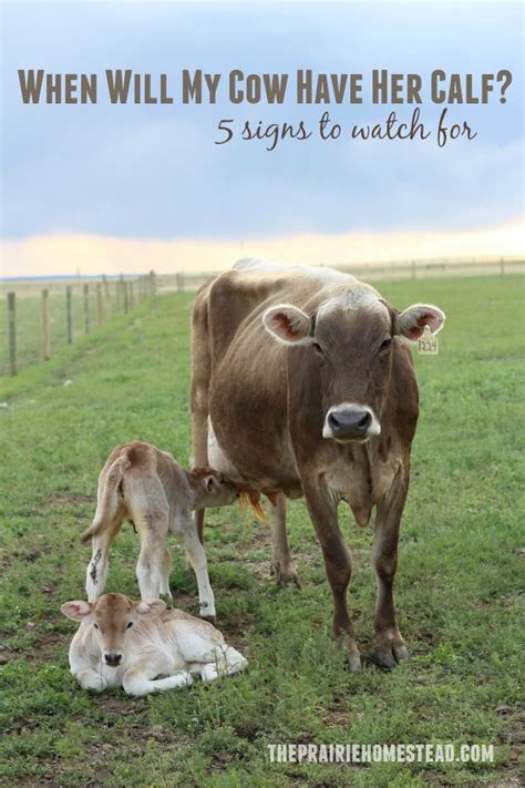 Signs of Calving | The Prairie Homestead | Dairy cows, Raising farm ...