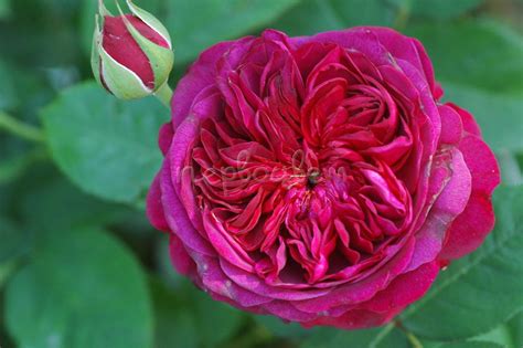 Роза Вильям Шекспир: купить саженцы William Shakespeare 2000 в Москве