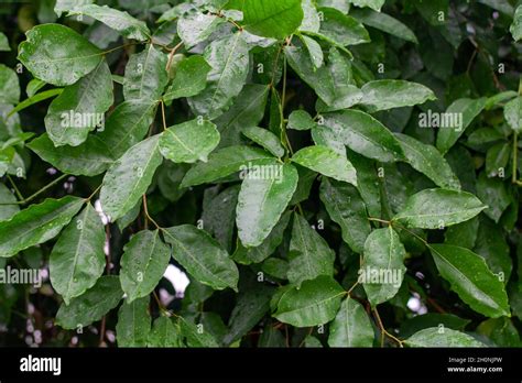 Botanical Collection Cinnamomum Wet Leaves Of Green Tropical