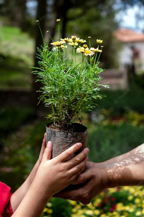 Sembrar Una Planta Planta Lista Para Sembrar Foto Premium