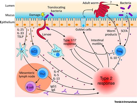 HelminthBacterial Interactions Cause And Consequence Trends In