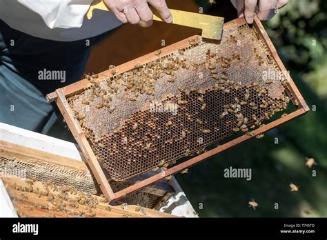 Honey Bee Hive Stock Photo - Alamy