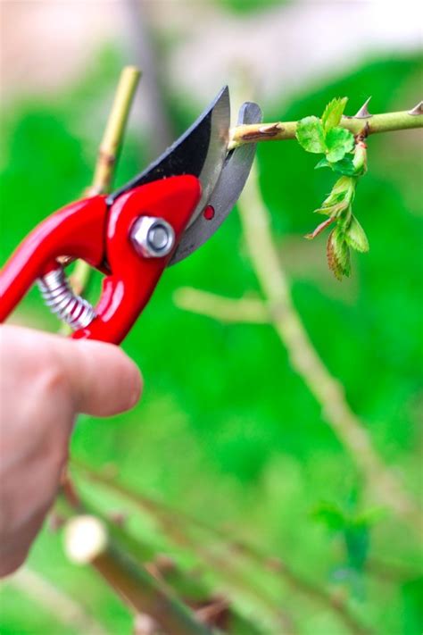 Pruning Rose Bushes | ThriftyFun