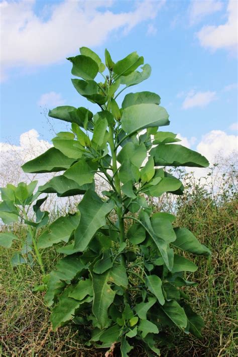 tree tobacco Nicotiana glauca (Γιατρος) (1) – I Love Griffith Park